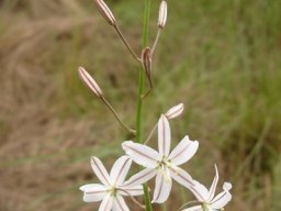 Trachyandra asperata
